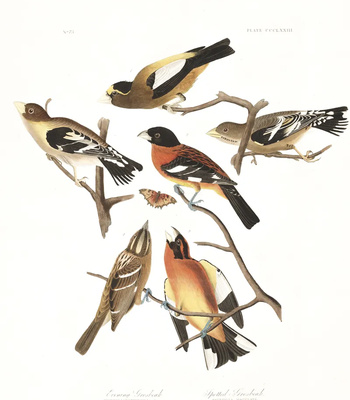 Agent Ada comic porn sex 143