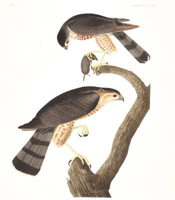 Agent Ada comic porn sex 144