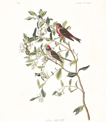 Agent Ada comic porn sex 145