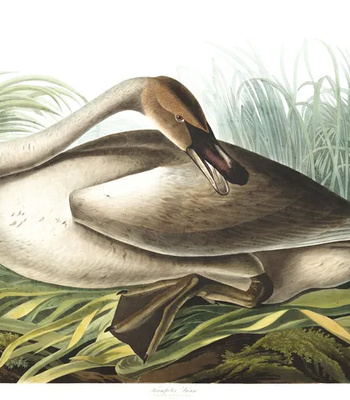 Agent Ada comic porn sex 146