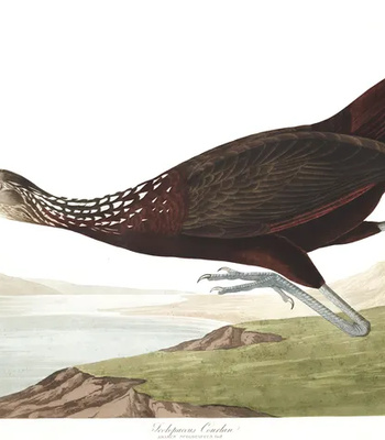 Agent Ada comic porn sex 147