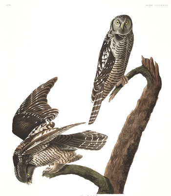 Agent Ada comic porn sex 148