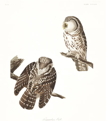 Agent Ada comic porn sex 150