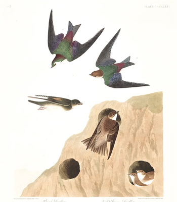 Agent Ada comic porn sex 155