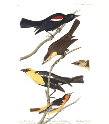 Agent Ada comic porn sex 158