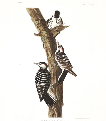 Agent Ada comic porn sex 159