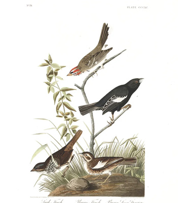 Agent Ada comic porn sex 160