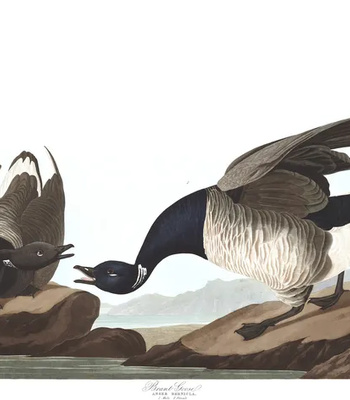 Agent Ada comic porn sex 161