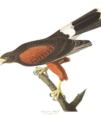 Agent Ada comic porn sex 162