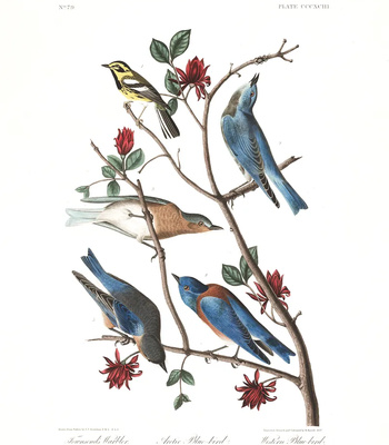 Agent Ada comic porn sex 163