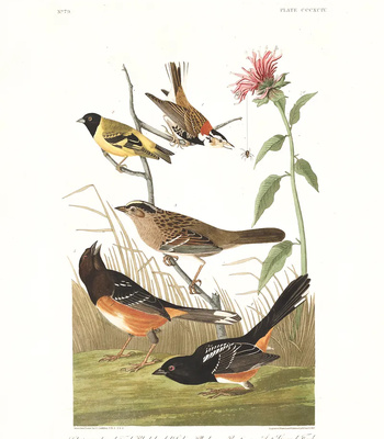 Agent Ada comic porn sex 164