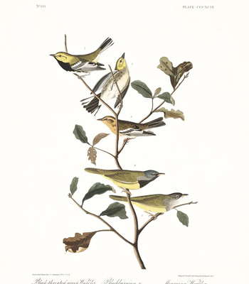 Agent Ada comic porn sex 169