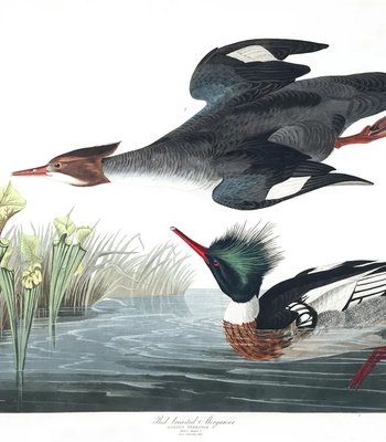 Agent Ada comic porn sex 171