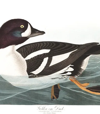 Agent Ada comic porn sex 173