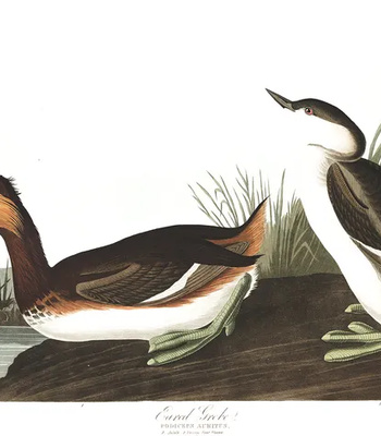 Agent Ada comic porn sex 174