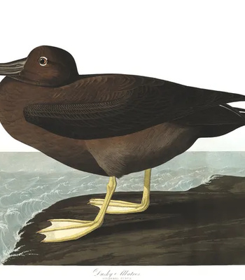 Agent Ada comic porn sex 177