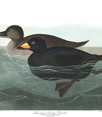 Agent Ada comic porn sex 178