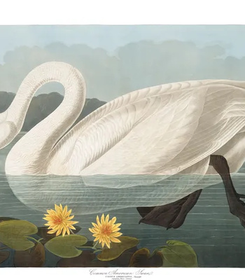 Agent Ada comic porn sex 181