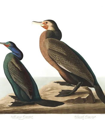 Agent Ada comic porn sex 182