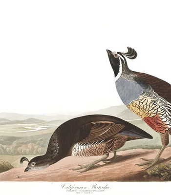 Agent Ada comic porn sex 183