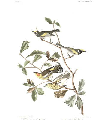 Agent Ada comic porn sex 184