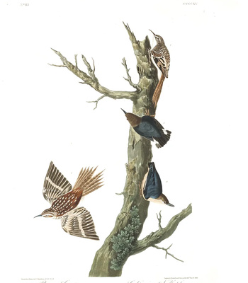 Agent Ada comic porn sex 185