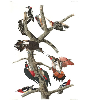 Agent Ada comic porn sex 186