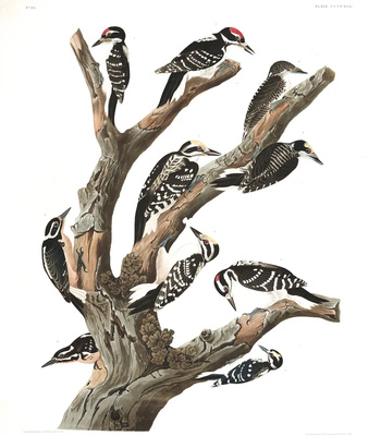 Agent Ada comic porn sex 187