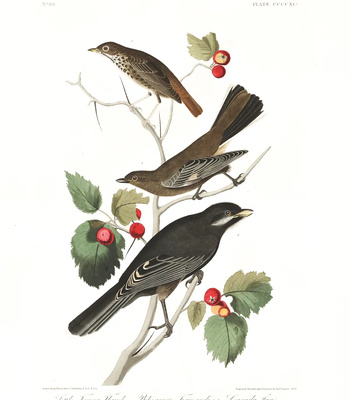 Agent Ada comic porn sex 189