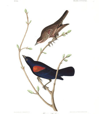 Agent Ada comic porn sex 190