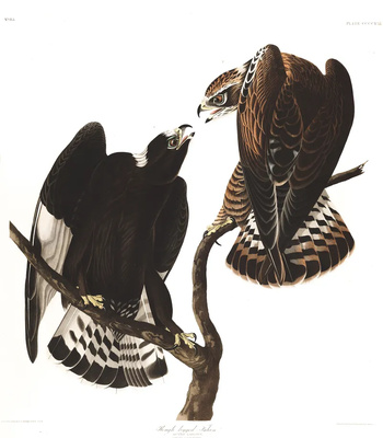 Agent Ada comic porn sex 192