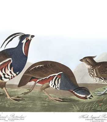 Agent Ada comic porn sex 193