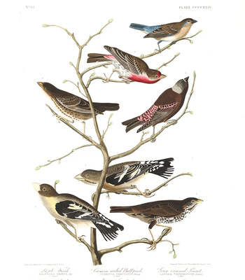 Agent Ada comic porn sex 194