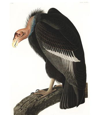 Agent Ada comic porn sex 196