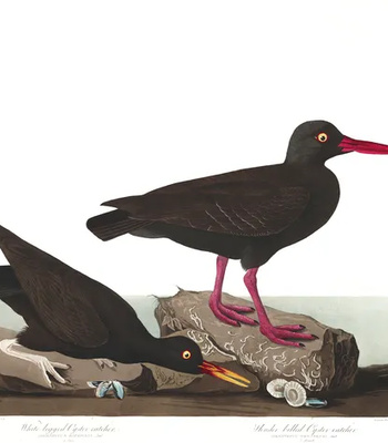 Agent Ada comic porn sex 197