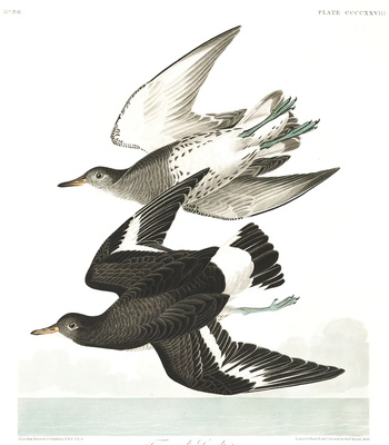 Agent Ada comic porn sex 198