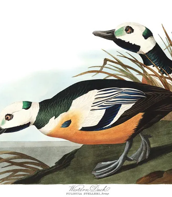 Agent Ada comic porn sex 199