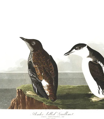 Agent Ada comic porn sex 200