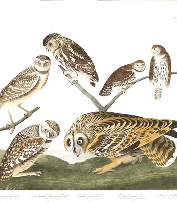 Agent Ada comic porn sex 202