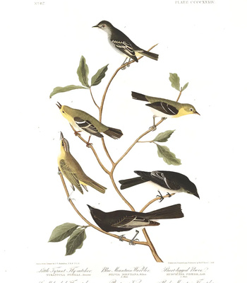 Agent Ada comic porn sex 204