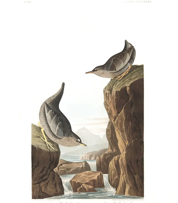 Agent Ada comic porn sex 205